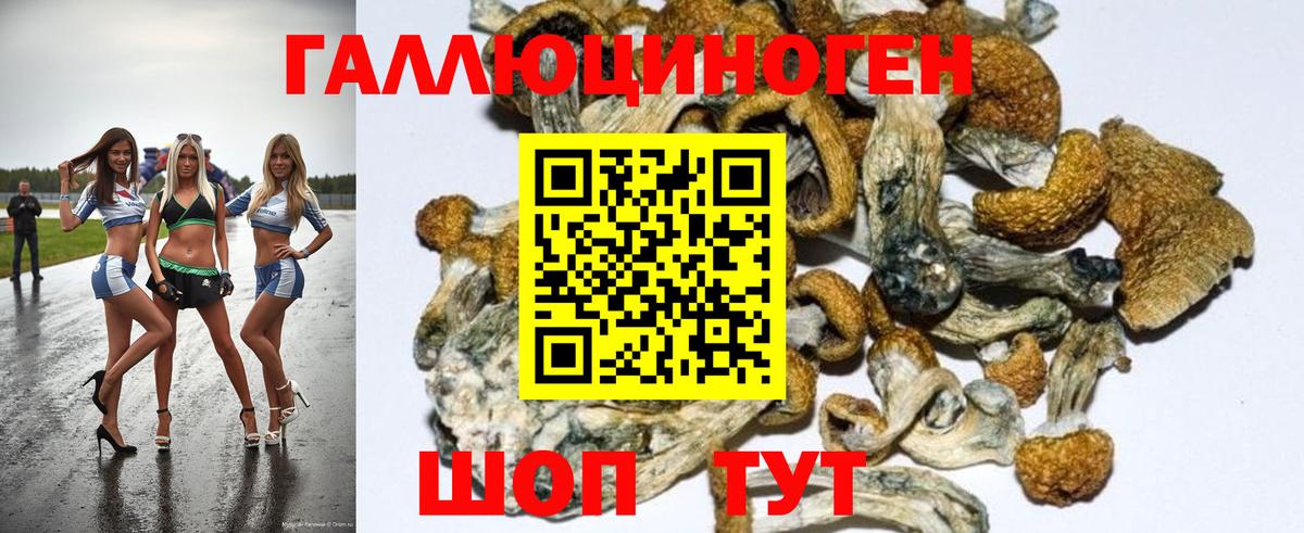 Галлюциногенные грибы Psilocybe Ахтубинск